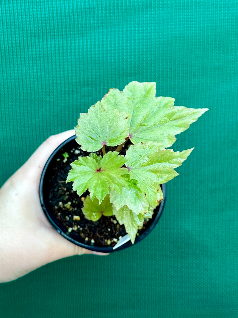 Begonia dipetala x. NEW