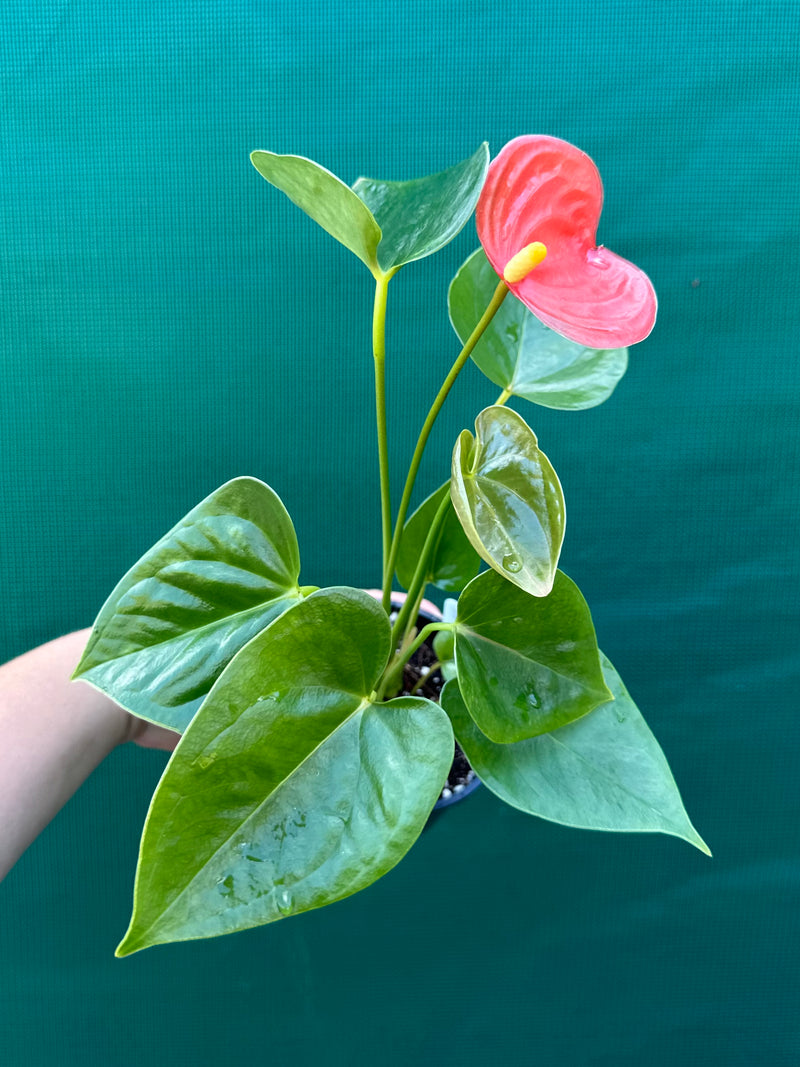 Anthurium NOID 2 NEW