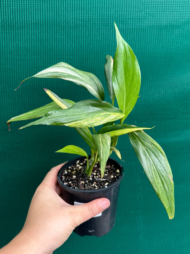 Epipremnum Amplissimum Aurea Variegated