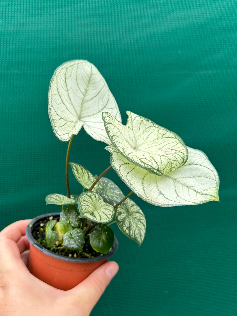 Caladium ‘Rudy’ NEW