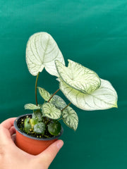 Caladium ‘Rudy’ NEW