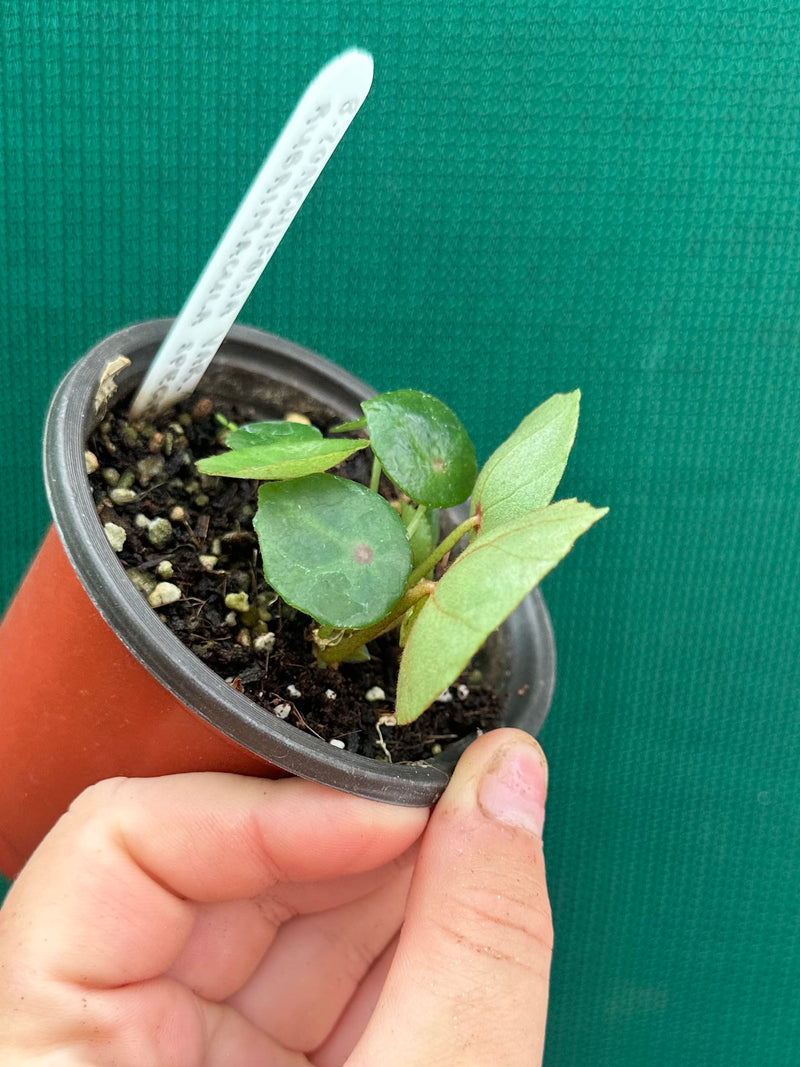 Begonia conchifolia var. rubrimacula NEW