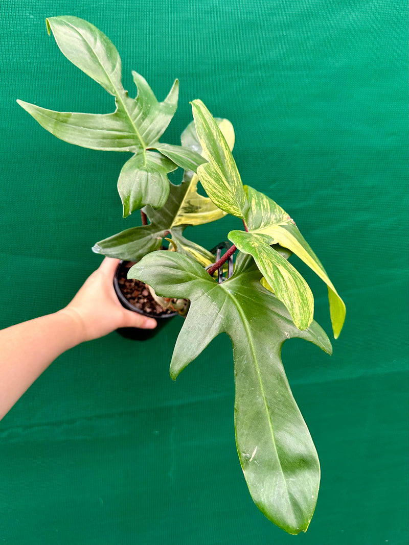 Philodendron ’Florida Beauty’