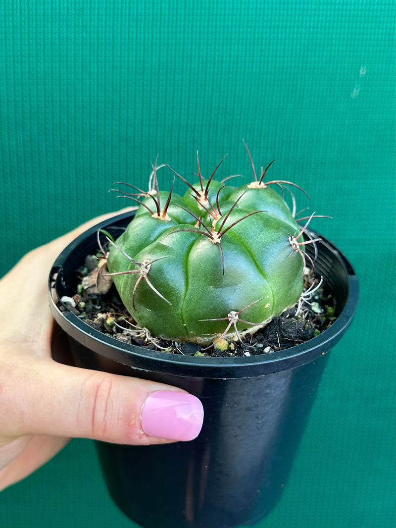 Glymnocalycium chitqutanum