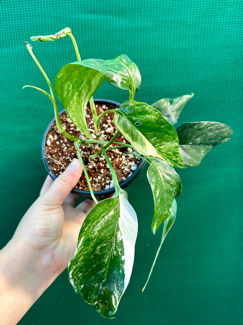 Epipremnum Pinnatum Albo-Variegata