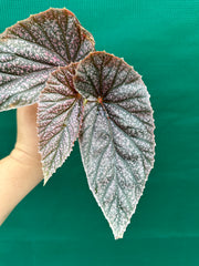 Begonia ‘Maurice Amey’