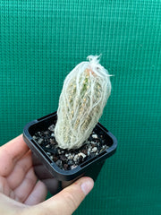 Espostoa lanata