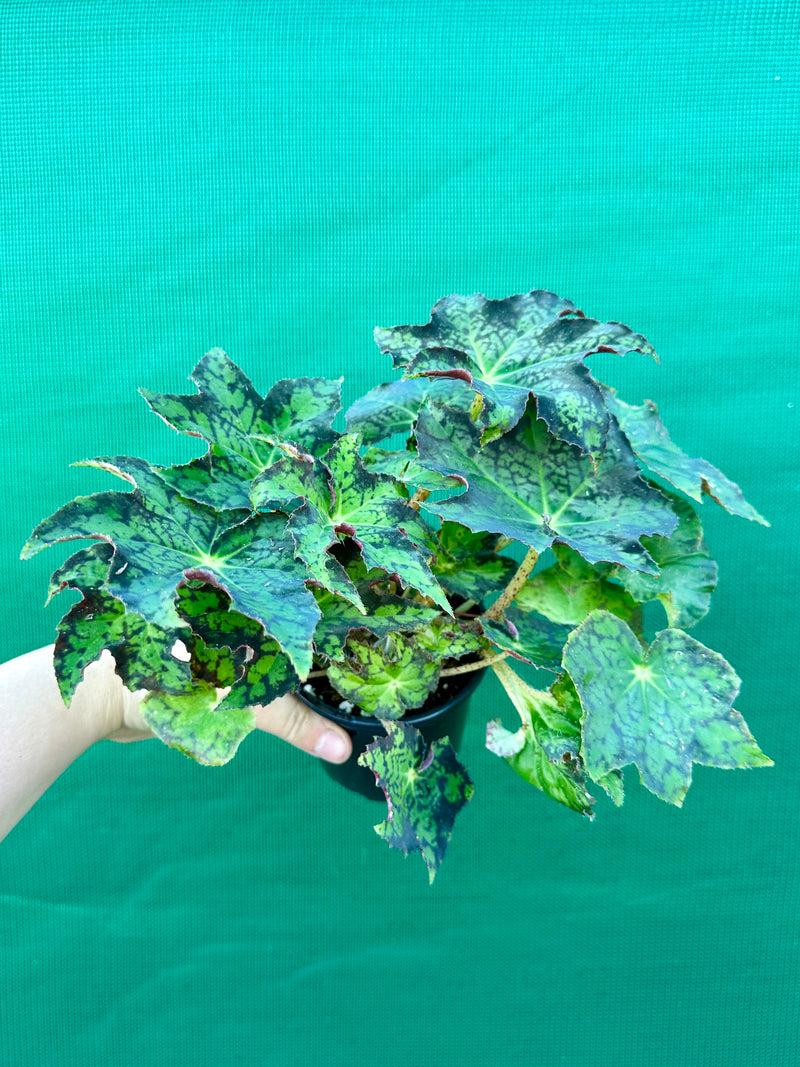 Begonia NOID 25