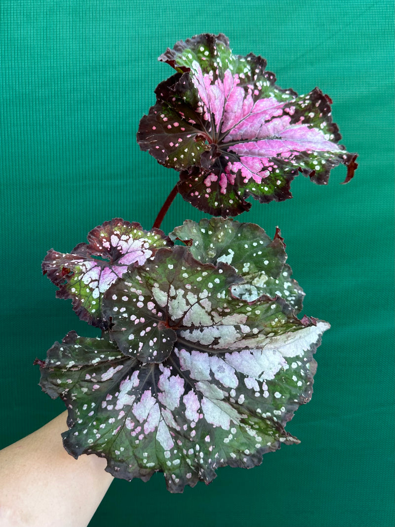 Begonia ‘Wild Fire’ NEW