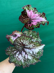 Begonia ‘Wild Fire’ NEW