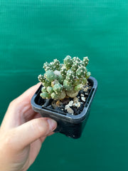 Matucana Polzii