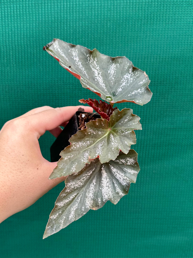 Begonia ‘Coccinea Tree Pink’