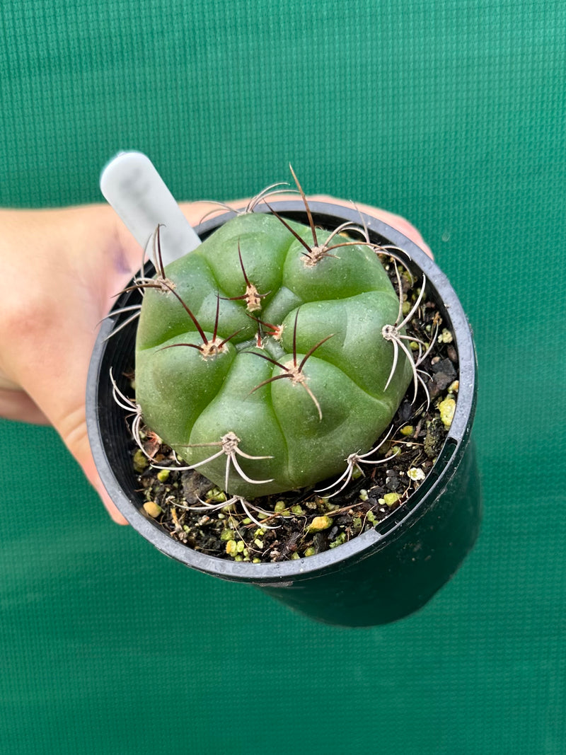 Gymnocalycium chiquitanum