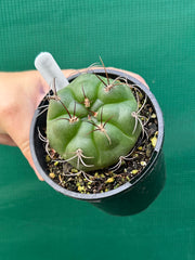 Gymnocalycium chiquitanum