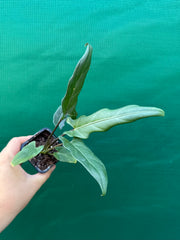 Alocasia ‘Lauterbachiana’ NEW