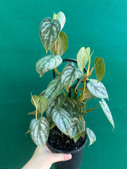 Philodendron Brandtianum