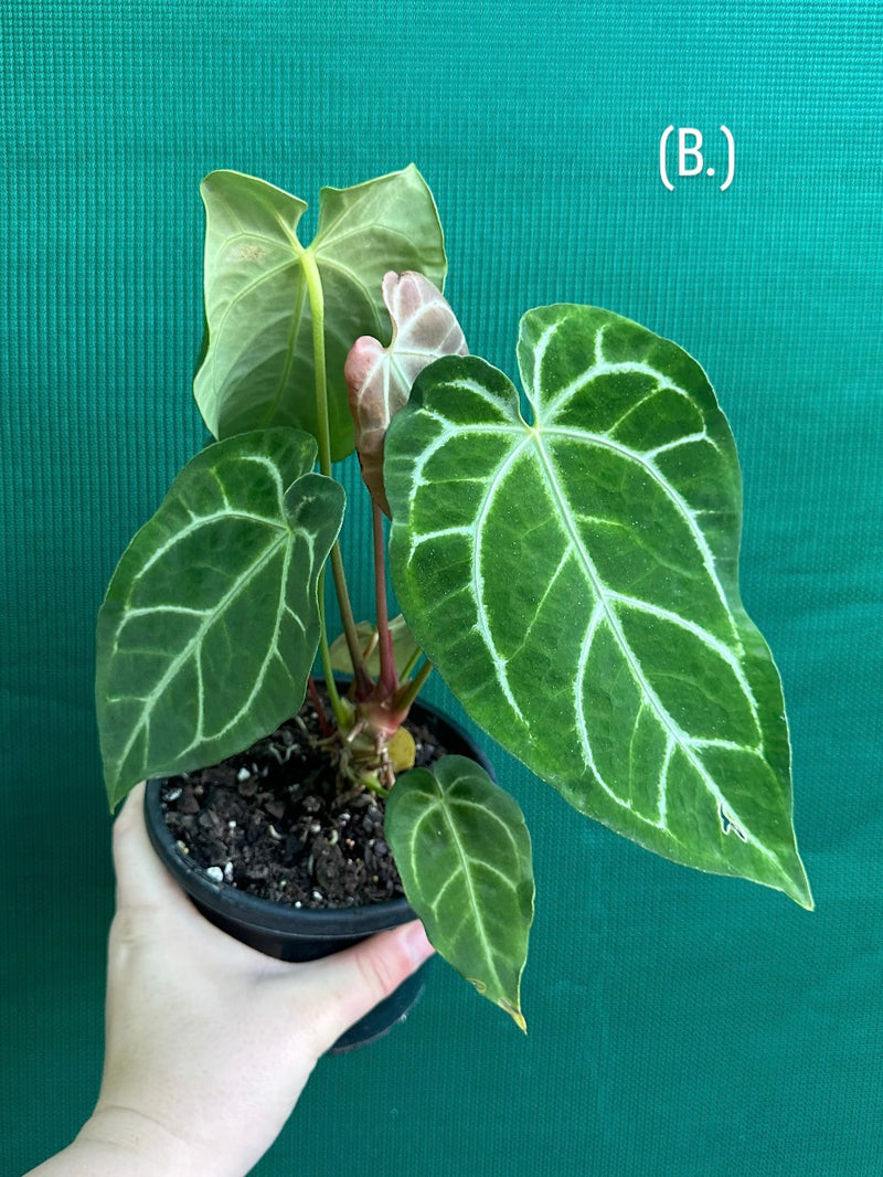 Anthurium Crystallinum x. Regale