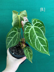 Anthurium Crystallinum x. Regale