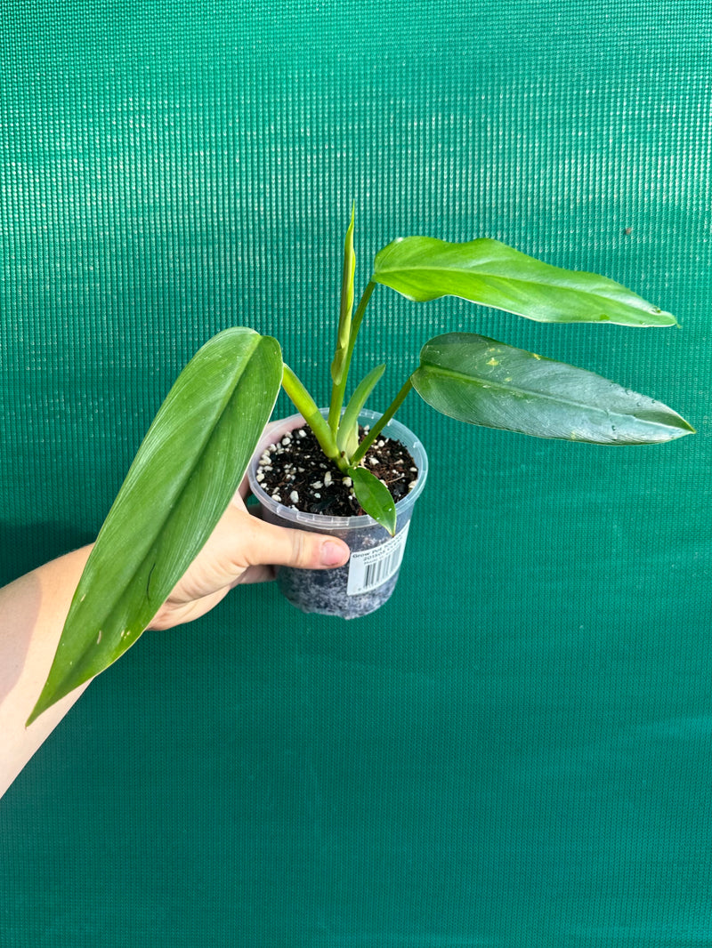 Philodendron ‘Domesticum’