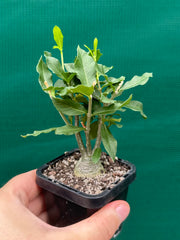 Fockea edulis NEW