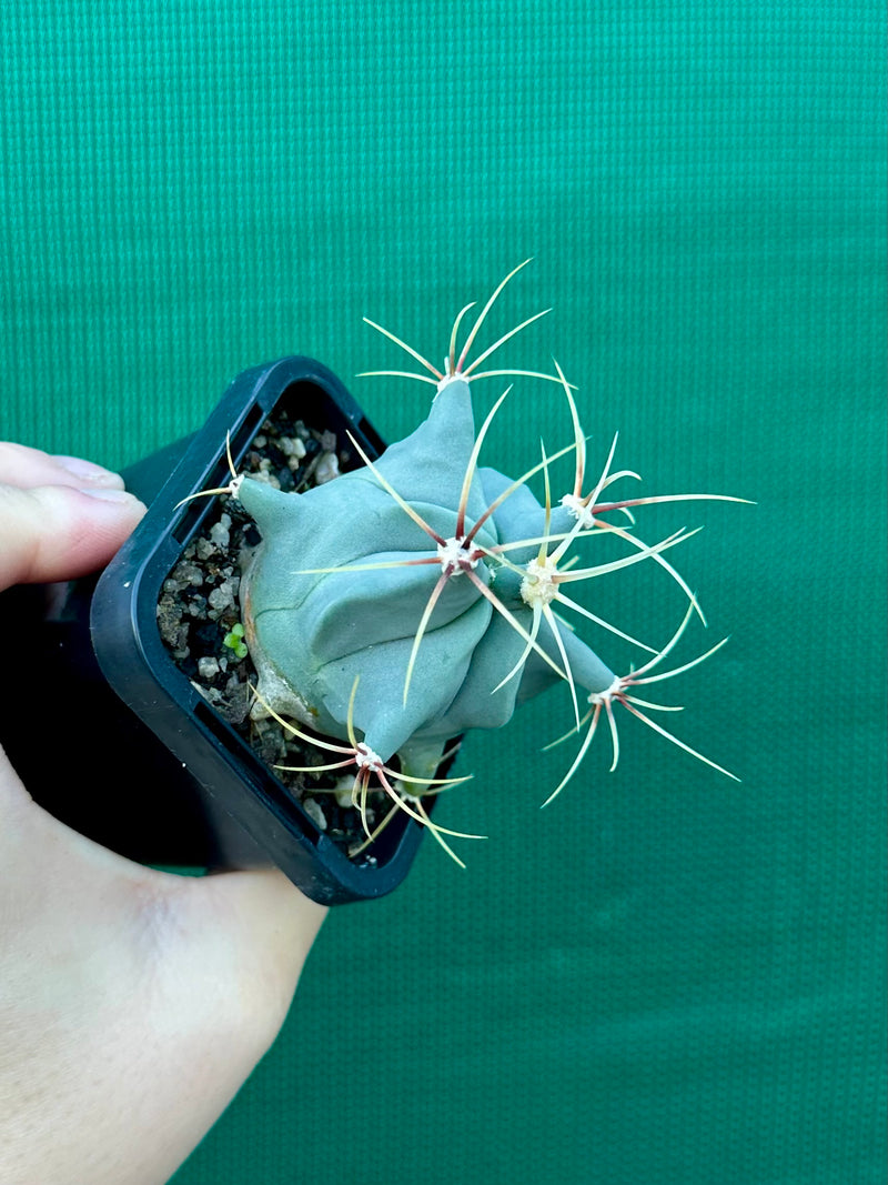 Ferocactus Histrix