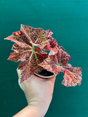 Begonia ‘Fireball’ NEW