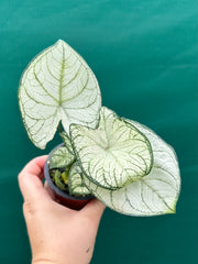 Caladium ‘Rudy’ NEW