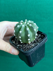 echinopsis denudata