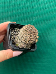 Lobivia schieliana NEW