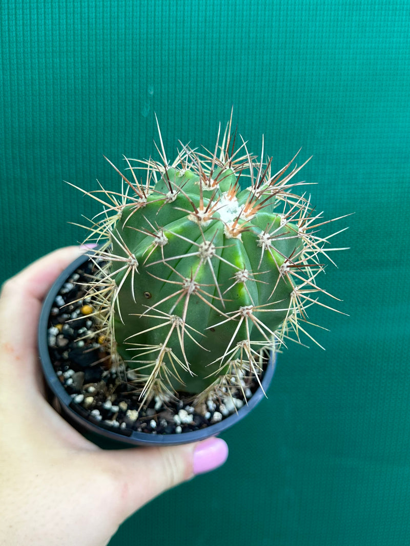 Melocactus Azureus