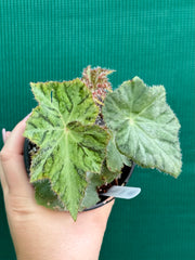 Begonia ‘Norgrove Star’