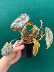 Begonia ‘Burkillii’ NEW