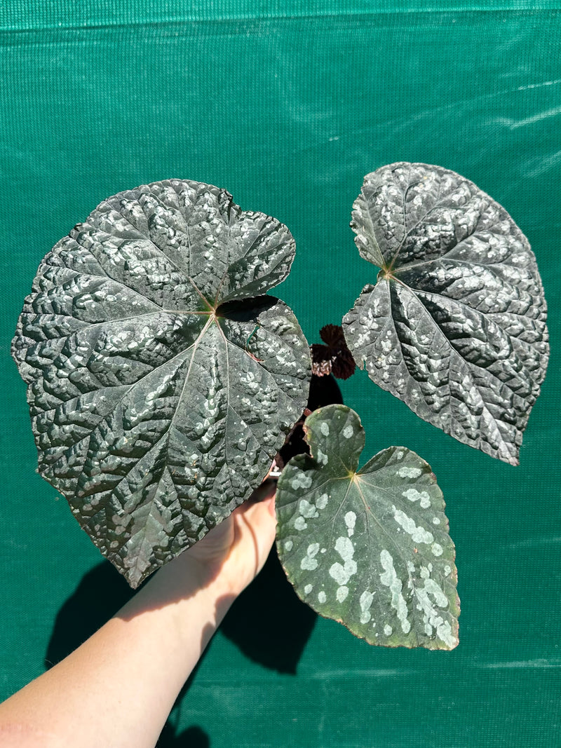 Begonia ‘Carson Beauty’ NEW