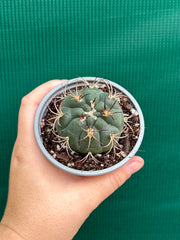 gymnocalycium (assorted)