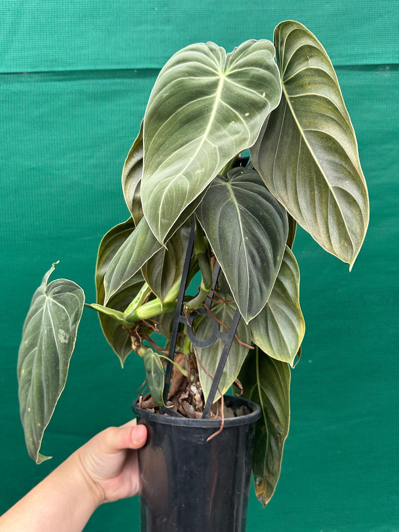 Philodendron Melanochrysum