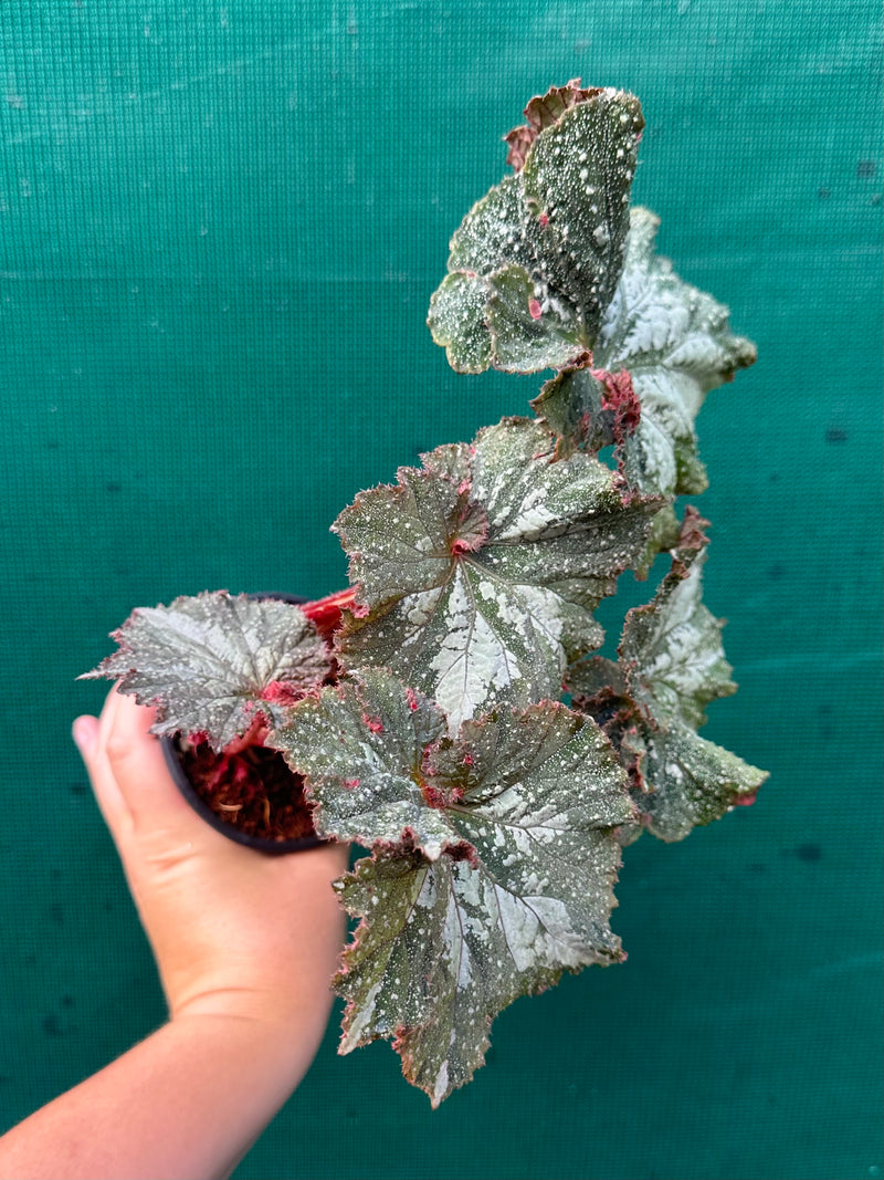 Begonia NOID 47 NEW