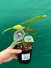 Alocasia ‘Sinuata’