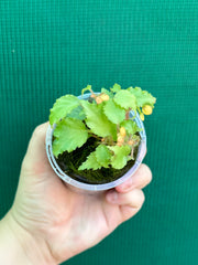 Begonia prismatorcarpa