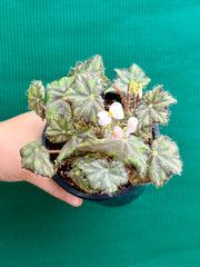 Begonia ‘Warden Bend’