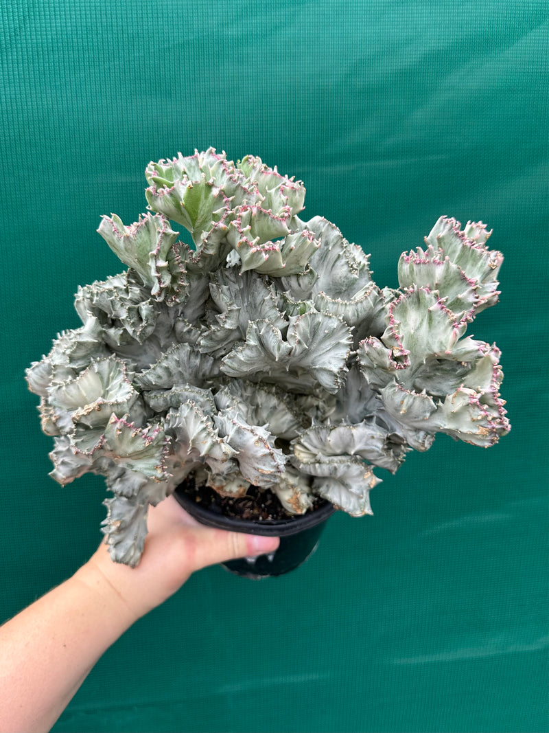 Euphorbia Lactea f. cristata Variegata