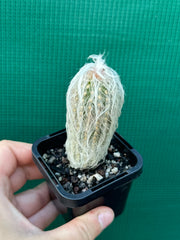 Espostoa lanata