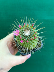 Mammillaria spinosissima cv ‘Spike’