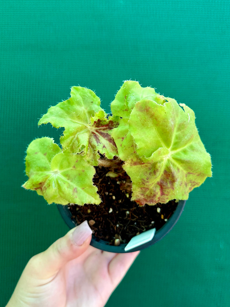 Begonia ‘Peters Pick’