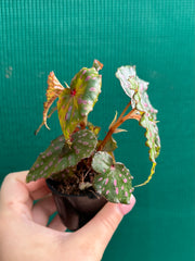 Begonia malachosticta NEW