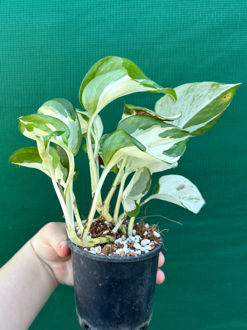 Epipremnum Aureum ‘Manjula