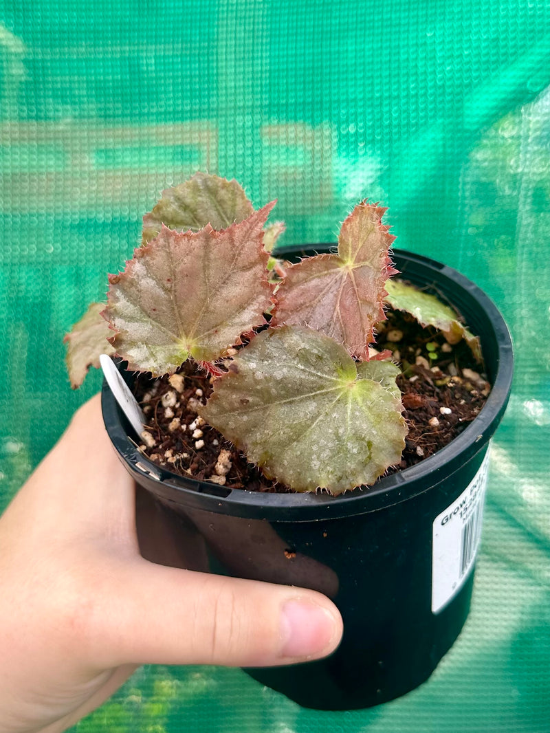 Begonia NOID 7