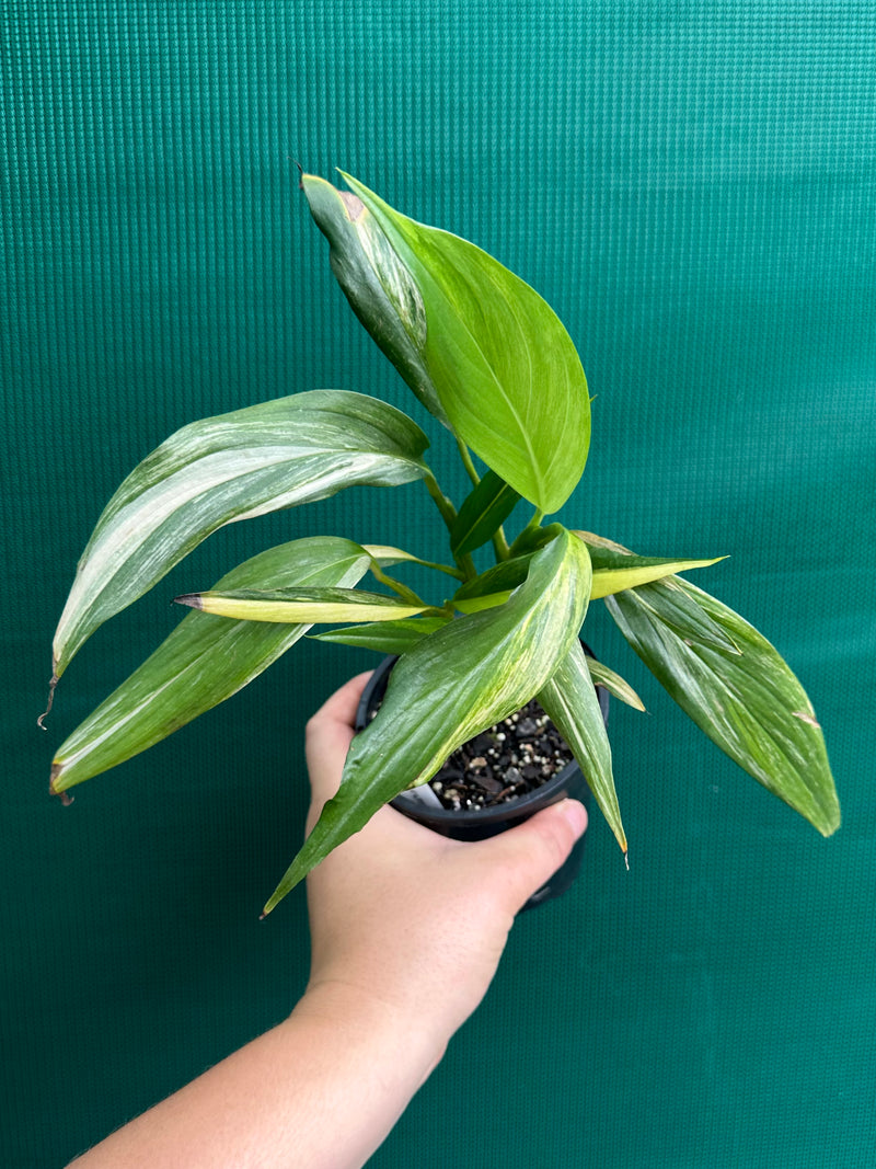 Epipremnum Amplissimum Aurea Variegated