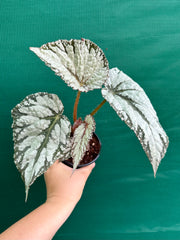 Begonia ‘She’s Jake’ NEW