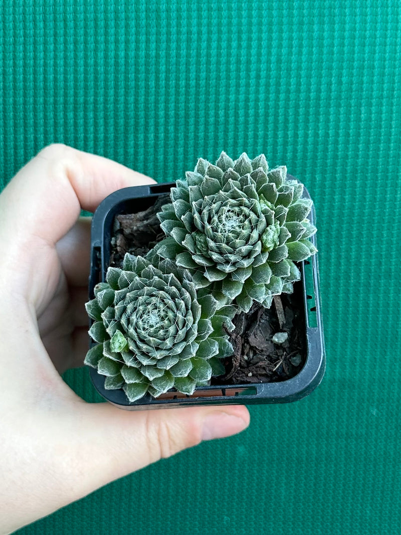 Sempervivum arachnoidium