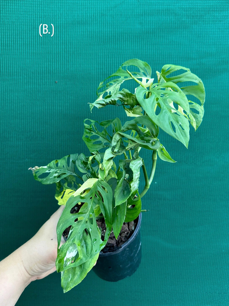 Monstera ‘Adansonii’ Variegated Albo NEW